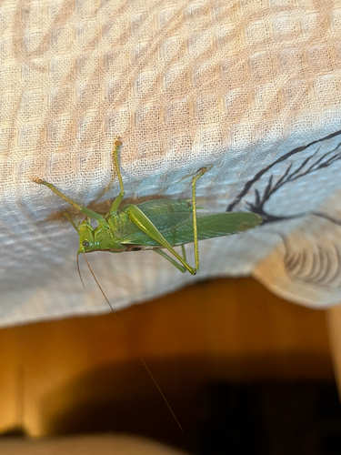 Great Green Bush-cricket