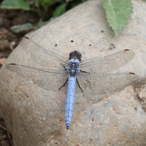 Southern Skimmer