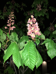 Aesculus × carnea