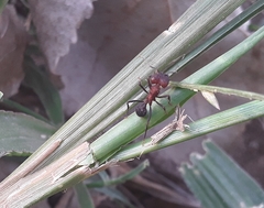 Acromyrmex heyeri