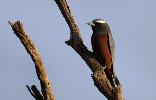 White-browed Woodswallow