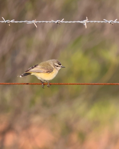 Yellow-rumped Thornbill