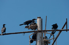 Nannopterum brasilianum