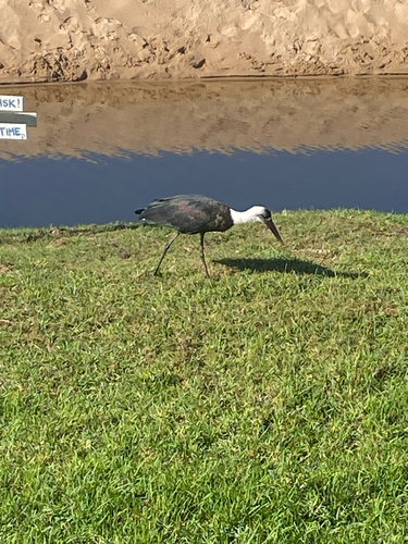 iNaturalist image