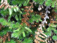 Selaginella hansenii