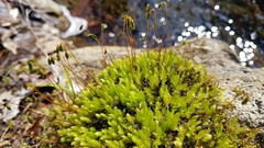 Ptychostomum capillare