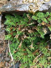 Selaginella hansenii