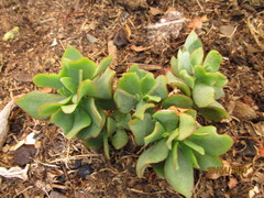 Crassula arborescens undulatifolia