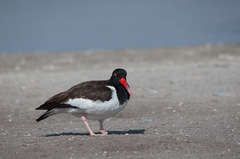 Haematopus palliatus