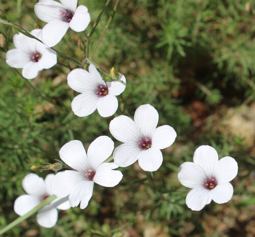 Linum suffruticosum
