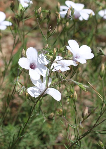 Linum suffruticosum, photograph 2