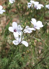 Linum suffruticosum, photograph (c) Lídia Carrera, some rights reserved (CC BY)