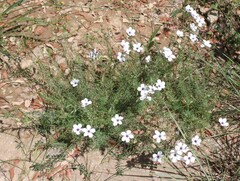 Linum suffruticosum, photograph (c) Lídia Carrera, some rights reserved (CC BY)