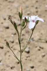 Linum suffruticosum, photograph (c) Lídia Carrera, some rights reserved (CC BY)