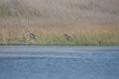 Nycticorax nycticorax