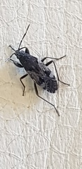 Euander lacertosus