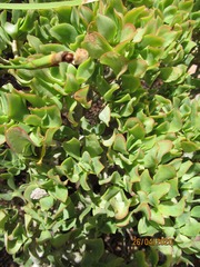 Crassula arborescens undulatifolia