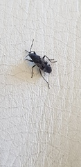 Euander lacertosus
