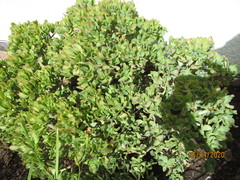 Crassula arborescens undulatifolia