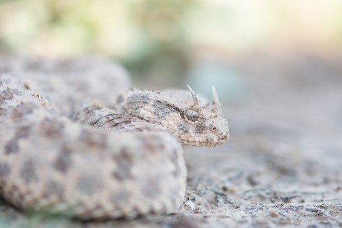 Desert Horned Viper