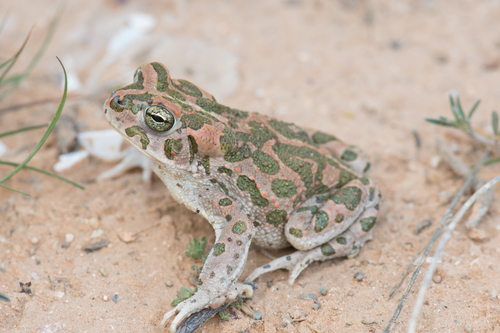 African Green Toad
