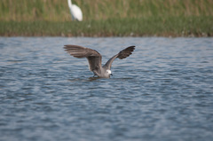 Leucophaeus modestus