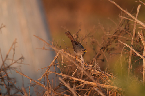 Slender-billed Finch (Xenospingus concolor), photo 9
