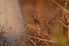 Xenospingus concolor
