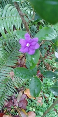 Brunfelsia latifolia