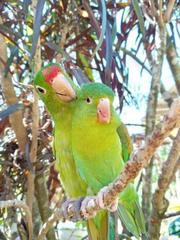 Brotogeris jugularis