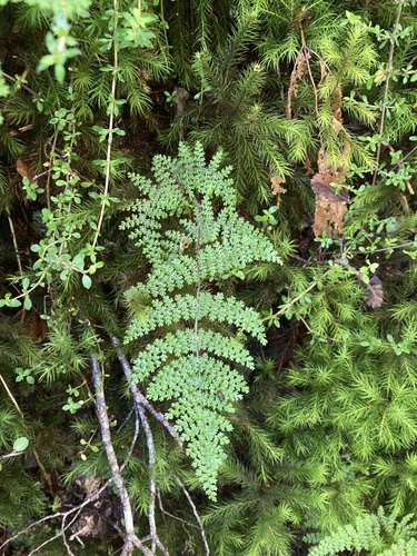Hypolepis millefolium, photograph 5