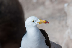 Larus belcheri