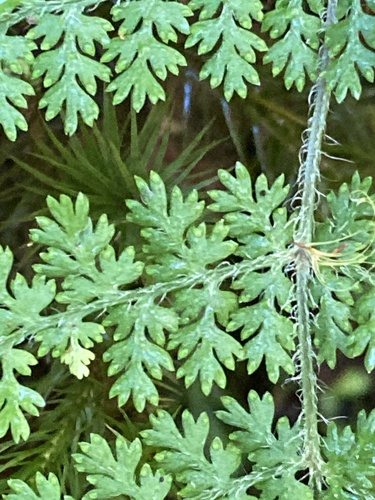Hypolepis millefolium, photograph 6