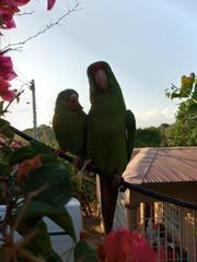 Brotogeris jugularis