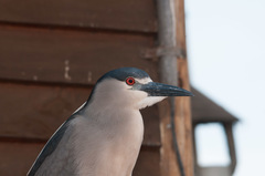 Nycticorax nycticorax