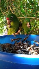 Brotogeris jugularis