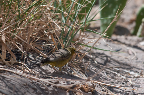 Greenish Yellow Finch (Sicalis olivascens), photo 6
