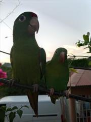 Brotogeris jugularis