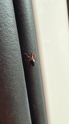 Sweet Potato Weevil
