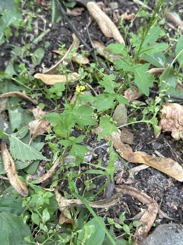 Наблюдение на iNaturalist