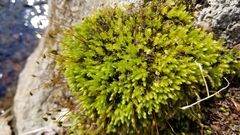 Ptychostomum capillare