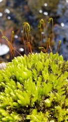Ptychostomum capillare