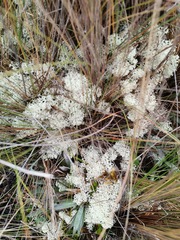 Cladonia confusa