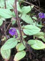 Phacelia vallicola