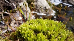 Ptychostomum capillare