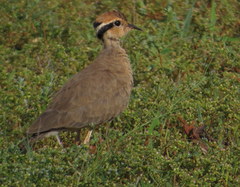 Cursorius temminckii