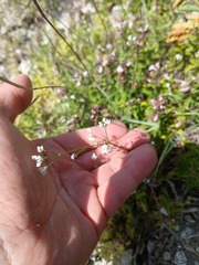 (c) Oleksii Vasyliuk, some rights reserved (CC BY) Asperula tinctoria, photograph (c) Oleksii Vasyliuk, some rights reserved (CC BY)
