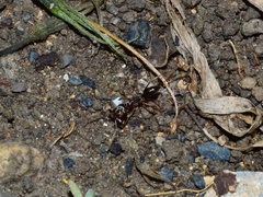 Odontomachus laticeps