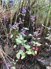 Cryptomitrium tenerum