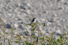Sporophila telasco